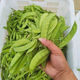 甜脆荷兰豆种子菜豌豆双花双夹耐寒农家自种秋冬季豆角菜种子 荷 荷兰豆种子[今年新种 #9898颗颗新种子--100粒