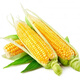 Sweet and crispy fruit corn, sweet and sticky corn, four big sticks, eaten raw in early seasons and grown in the field. Sweet and crispy fruit corn seeds. Sweet and crispy fruit corn seeds, original 5 packs of 200 grains.
