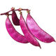 High-yielding purple lentils, purple eyebrow beans, red eyebrow bean seeds, balcony potted red Emei bean vegetables, easy to germinate in the field, purple eyebrow bean seeds, 2 packs of about 20 capsules