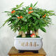 
The wealth tree opens and moves to give gifts. Pot plants, flowers, indoor formaldehyde absorption, small bonsai, large-sized Caiyuan Guangjin (1517 green silk) three, good with potted plants