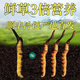 Frischer Cordyceps sinensis erste Stoppeln frisches Gras Echtes großer Größe 2025 Kopf Frischgras SF Express Kaltkette Ursprung Gerade Haar Tibet Frisch Cordyceps 0,6-0,7 Gramm pro Packung 20 Stück