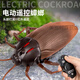 
Remote-controlled animal toys crawling Tik Tok cockroach Xiaoqiang simulates electric bug fake insect creative gift [classic version - remote control centipede] black model 9901+ [upgraded version] Another 24 electronics