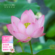 Miniature bowl lotus seedlings hydroponic plants lotus small lotus seedlings root stem lotus whip seedlings garden flowers potted naked lotus roots rain flower love [medium size] 8-15CM