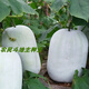 Local old variety short white haired winter melon seeds traditional large winter melon farm taste pink skin winter melon seeds 100 capsules