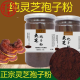 北京同仁堂原料粉头道破壁灵芝粉孢子粉正宗孢子油500克 灵芝孢子粉【买二送二共1000g