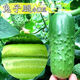 Rabbit leg fruit type cucumber seedlings, new varieties, early maturing short-stick cucumber seedlings, large collection of vegetable seedlings in small yards, rabbit leg fruit cucumber seedlings, 3 trees + fertilizer + planting
