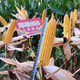 Zhengdan 958 national-approved corn variety corn seed high-yielding big stick corn seed Ludan 981 corn seed National-approved Zhengdan 958 corn seed original 3.5 Jin Jin equal to 0.5 kg 1 bag
