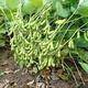 Thousand Jin Jin is equal to 0.5 kilograms. Bean soybean seeds, early soybean seeds, farmers' own soybean seeds. Thousand Jin Jin is equal to 0.5 kilograms. Beans 250 grams. Yield per mu is over 1,000. Original color.