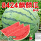 Qizhe 8424 Kirin few-seeded watermelon seeds, seedless, extra large, high-yielding, giant sweet king, southern four-season vegetable and fruit seeds, Kirin Prince watermelon selection 50 capsules/5 packs + chemical fertilizer