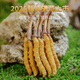 
Zangqingyuan [First stubble fresh grass in 2025] Fresh Cordyceps sinensis, fresh Cordyceps in the first stage, fresh grass selection gift box, fresh grass 0.7g/root, 30 roots