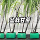 Authentic Guangxi black-skinned sugarcane seedlings can be potted with 3 to 4 buds per root in the middle section and high survival rate. 2 black-skinned sugarcane seedlings