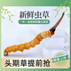 
2025 first-term fresh grass fresh cordyceps genuine fresh cordyceps natural fresh cordyceps nutritional nourishment gifts Tibetan fresh grass 0.5-0.6 grams/piece 30 pieces of 2 pieces Cordyceps SF Express delivery