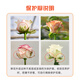 Jingdong flowers rose Aisha 10 stems soilless cultivation branch length 50-55cm gift flower Shandong base source straight