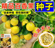 Passion fruit seeds year-round high temperature resistant perennial golden egg fruit seeds fruit non-living package can be planted nationwide 57 seeds + 16 seeds + A-grade chemical fertilizer