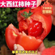 Big fruit 168 tomato seeds super sweet heat-resistant old variety tomato seeds high yield southern big fruit tomato seeds DF5562 original high yield new species 1000