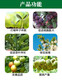 24 table Brassica gibberellic acid gibberellin tea germination grape plum fruit tree flower and fruit preservation medicine special pesticide pesticide 1000g 20g x 50 bottles