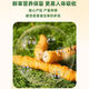 头期新鲜冬虫夏草大号鲜草顺丰冷链产地直发2025头茬新鲜虫草 西藏鲜虫草每条0.5-0.6克20条装