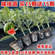 Watermelon seedlings grafted 8424 Extra Sweet Kirin Super Sweet Seedless Midu Watermelon Seedlings Potted Planting Watermelon Seedlings Sweet King Buy 4+2 (Real Harvest 6) + Fertilizer
