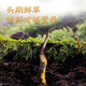 2025年新鲜冬虫夏草正宗头期鲜虫草1.2克/根正品鲜草送礼品补品 0.8-1.0克/根【冷冻保存】 20根新鲜虫草