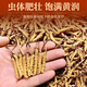 Snowland blessing high altitude pure natural Cordyceps gift box Good gift gift box 40 gift boxes 2 1 gram