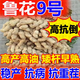 Super peanut seed original species Luhua No. 9, thin-shelled, short-stem, early-maturing and high-oil, new species from the Academy of Agricultural Sciences, drought-resistant bud rate, bud rate and yield are guaranteed Luhua No. 9 1Jin Jin is equal to 0.5 kg