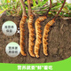 2025 Fresh Cordyceps Fresh Cordyceps Sinensis Authentic freshly dug Cordyceps sinensis fresh grass shipped directly from the origin by SF Express Tibetan fresh Cordyceps 0.8-0.9 grams 30 pieces each get 2 pieces shipped by SF Express