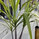 Authentic Guangxi black-skinned sugarcane seedlings can be potted with 3 to 4 buds per root in the middle section and high survival rate. 2 black-skinned sugarcane seedlings