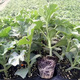 Black-skinned seedless watermelon seedlings Nanfang 8424 grafted Kirin potted plant Lazy Han Meidu Lazy Man Ruby Ganmei 4k2k Zaojia Kirin watermelon seedlings 6 plants