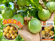 Passion fruit seeds year-round high temperature resistant perennial golden egg fruit seeds fruit non-living package can be planted nationwide 57 seeds + 16 seeds + A-grade chemical fertilizer