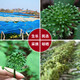 人参花 长白山人参花茶 人参花蕾 泡水泡茶煲汤泡酒料 人参花 50g