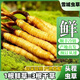 Frischer Cordyceps sinensis erste Stoppeln frisches Gras Echtes großer Größe 2025 Kopf Frischgras SF Express Kaltkette Ursprung Gerade Haar Tibet Frisch Cordyceps 0,6-0,7 Gramm pro Packung 20 Stück