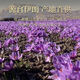 Beijing Tongrentang [Store Flagship oficial] Tíbet Auténtico a azafrán Crocus First Saffron Medicina herbal china empapada en agua para mujeres 1G para pinzas