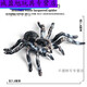 Simulation du village de Shantoulin Spider Spider Halloween Prank Toy Simulation Spider Venomous Spider Insect Modèle Animal Ox-684 Brésilien Red Velvet Spider 0.009