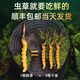 正品2025头期草新鲜冬虫夏草头茬虫草0.8克/根鲜虫草顺丰冷链发货 西藏鲜草1.0-1.2克每根30条送2条