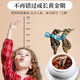 Haima medicinal materials, one male and one female, large seahorse dried wine combination, hexagonal sea dragon sea sparrow nourishing soup gift box 1 pair 4 grams (2 male and female 12-13cm)