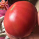 Big fruit 168 tomato seeds super sweet heat-resistant old variety tomato seeds high yield southern big fruit tomato seeds DF5562 original high yield new species 1000