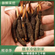 2025 Fresh Cordyceps Fresh Cordyceps Sinensis Authentic freshly dug Cordyceps sinensis fresh grass shipped directly from the origin by SF Express Tibetan fresh Cordyceps 0.8-0.9 grams 30 pieces each get 2 pieces shipped by SF Express
