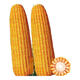 Zhengdan 958 national-approved corn variety corn seed high-yielding big stick corn seed Ludan 981 corn seed National-approved Zhengdan 958 corn seed original 3.5 Jin Jin equal to 0.5 kg 1 bag