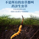 
Yao Jisheng freeze-dried Cordyceps 5g gift box Cordyceps OCC official flagship store gifts for parents and elders to give gifts to parents and high-end gifts to others