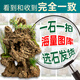 High-quality water-absorbing stone bonsai fish pond rockery micro-landscape decoration natural rockery stone landscaping raw stone high-quality 20-24cm water-absorbing stone with basin