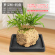 Stone flowerpot absorbent stone water stone original stone natural flowerpot with asparagus bamboo and calamus succulent micro landscape pot 13-17cm stone pot + podocarpus package 2