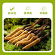 [2025 Erste Stoppeln frisches Gras] Frisch Cordyceps natürlicher frischer Cordyceps Echtes frisches Gras Ernährung tibetaner frisches Gras 1,0-1,2 Gramm/Stück 30 Stücke von 2 Stück Cordyceps geliefert von SF Express