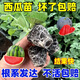 Watermelon seedlings grafted 8424 Extra Sweet Kirin Super Sweet Seedless Midu Watermelon Seedlings Potted Planting Watermelon Seedlings Sweet King Buy 4+2 (Real Harvest 6) + Fertilizer