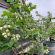 Strawberry seeds, blueberry seeds, blueberry saplings, raspberry seeds, seedlings, potted blue plum trees, fruit trees, all varieties of blueberries mixed 100 capsules