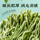 Beijing Tongrentang special grade honeysuckle first stubble with fluffy honeysuckle, chrysanthemum wolfberry tea, 1 can 80g [no smoked and sulfur-free]