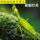 Shantoulin Village Kabaso Дистанционное управление Mantis Electric Toy Scrank Artifact Boy Boy Moves Spider Crawling Animals [Классическая версия - дистанционное управление божьей коровкой] Красная модель 9922