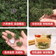 人参花 长白山人参花茶 人参花蕾 泡水泡茶煲汤泡酒料 人参花 50g