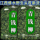 北京同仁堂【植物】江西修水野生青钱柳原产地原生态青钱柳茶金钱柳茶叶 青钱柳20克试用装