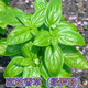 Basil seeds green stem nine-story tower planted lemon sweet basil balcony courtyard planting edible green basil seeds nine-story tower 100 capsules + fertilizer