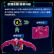 [90% new] Transformers (TRANSFORMERS) Boy Toy Studio Series 86 movies limited sensors, rhino, bat essence set G1371